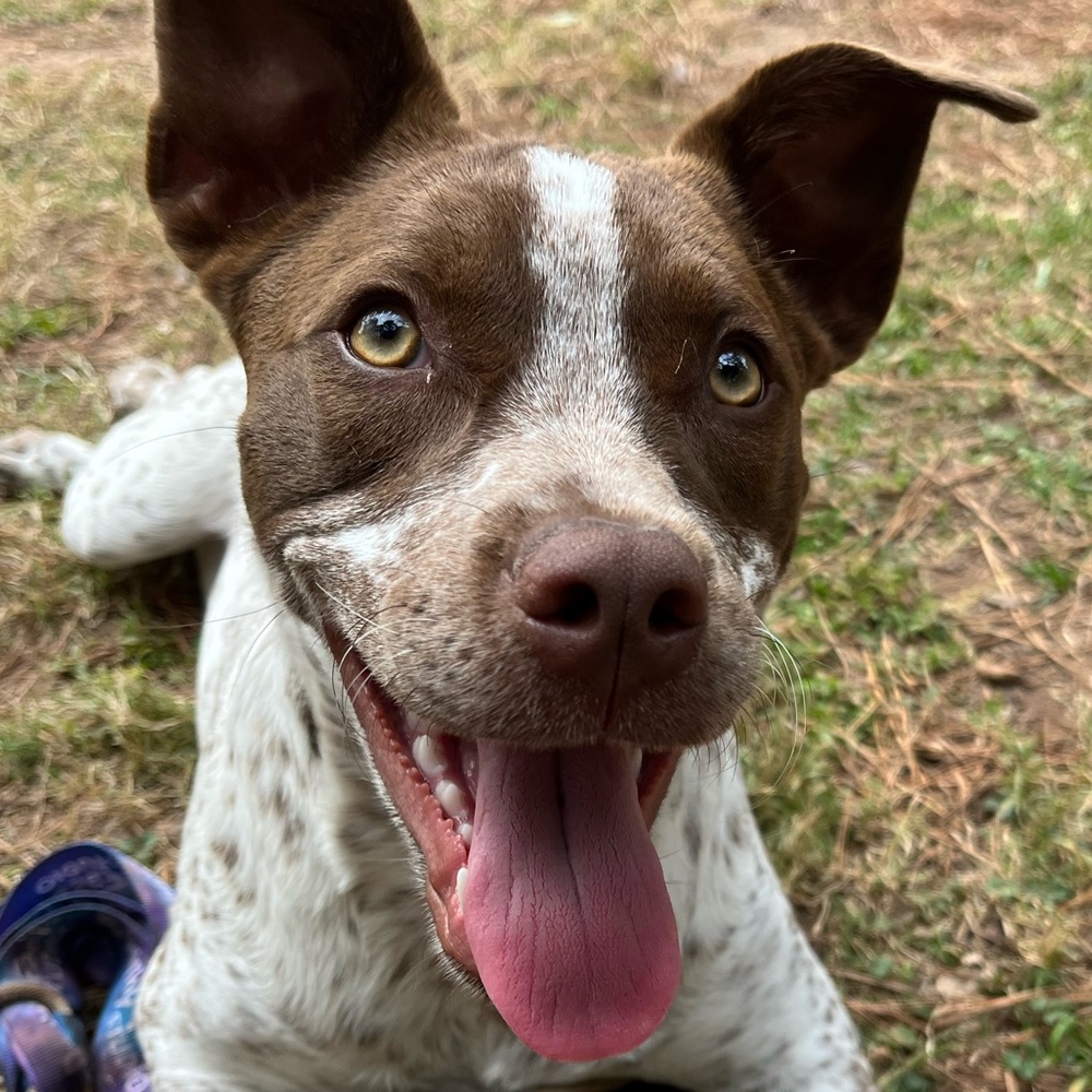 Meet your Posher, Carmen
